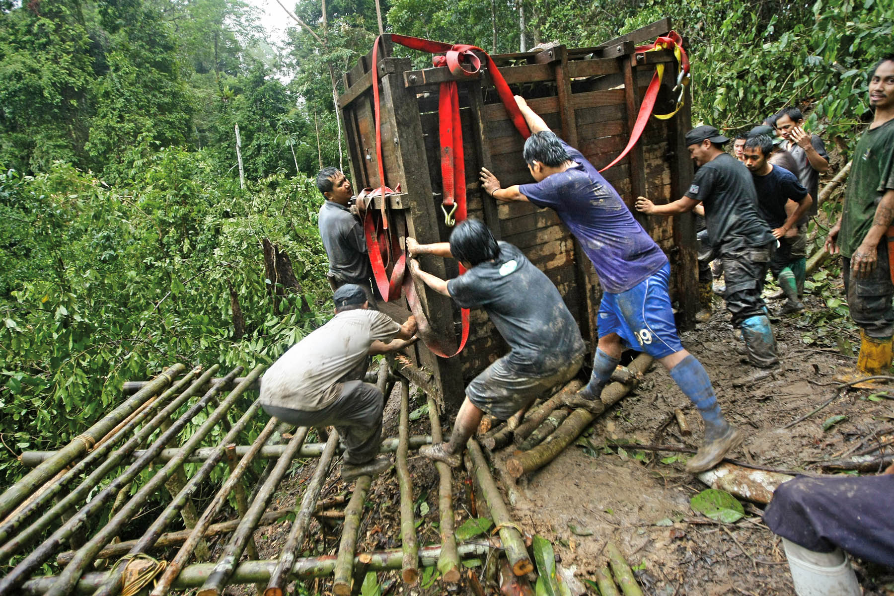 After her 2011 capture in a shallow pit in Borneo, Puntung was coaxed into this box, which was then moved by hand to a clearing, from which she was airlifted to the Tabin Wildlife Reserve.