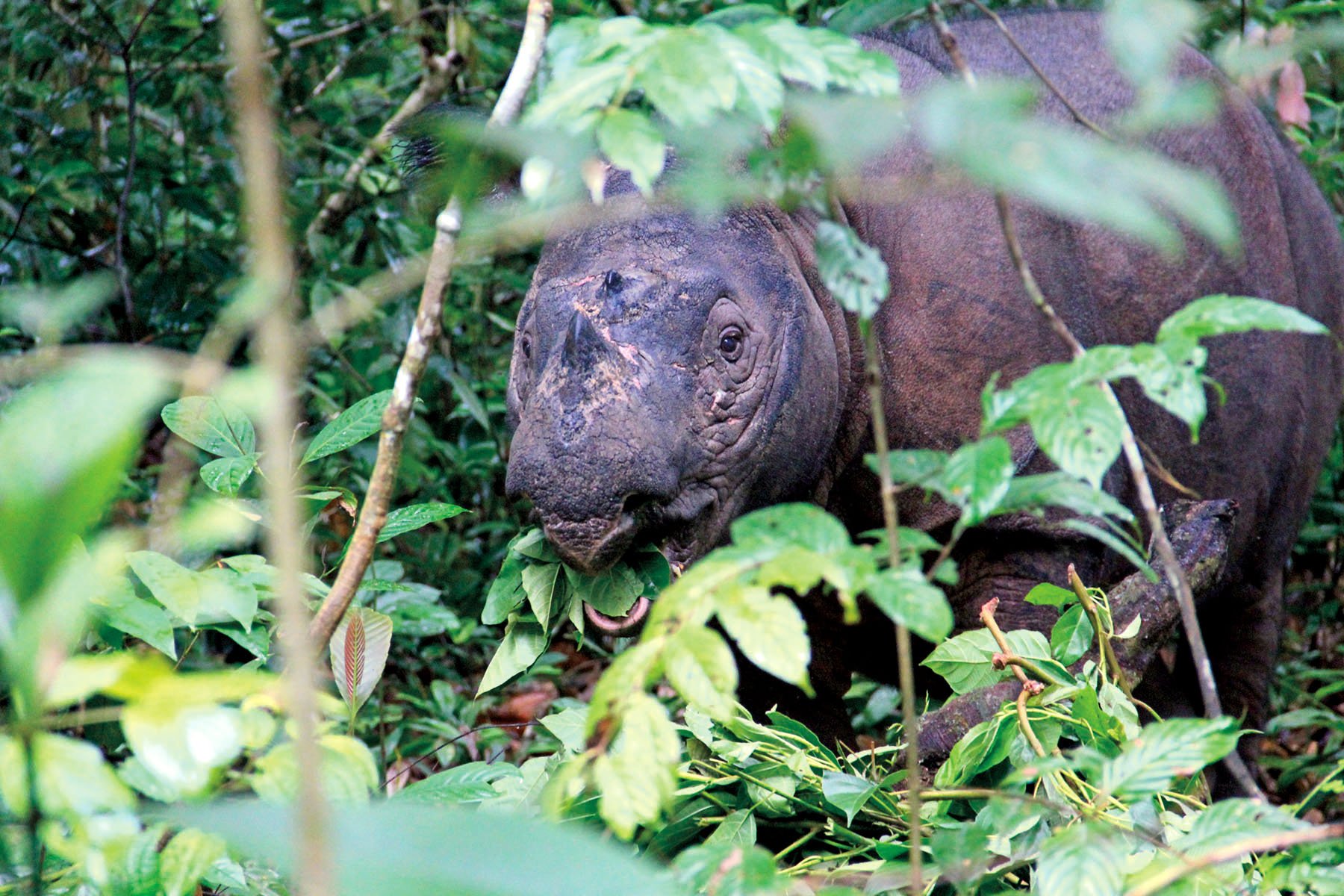 At about 35 years old, Bina is the senior female at the SRS. She lived in the Bengkulu province of Sumatra, once home to a significant population of rhinos, and in 1991 she was taken to the SRS as part of its effort to begin its captive breeding program.
