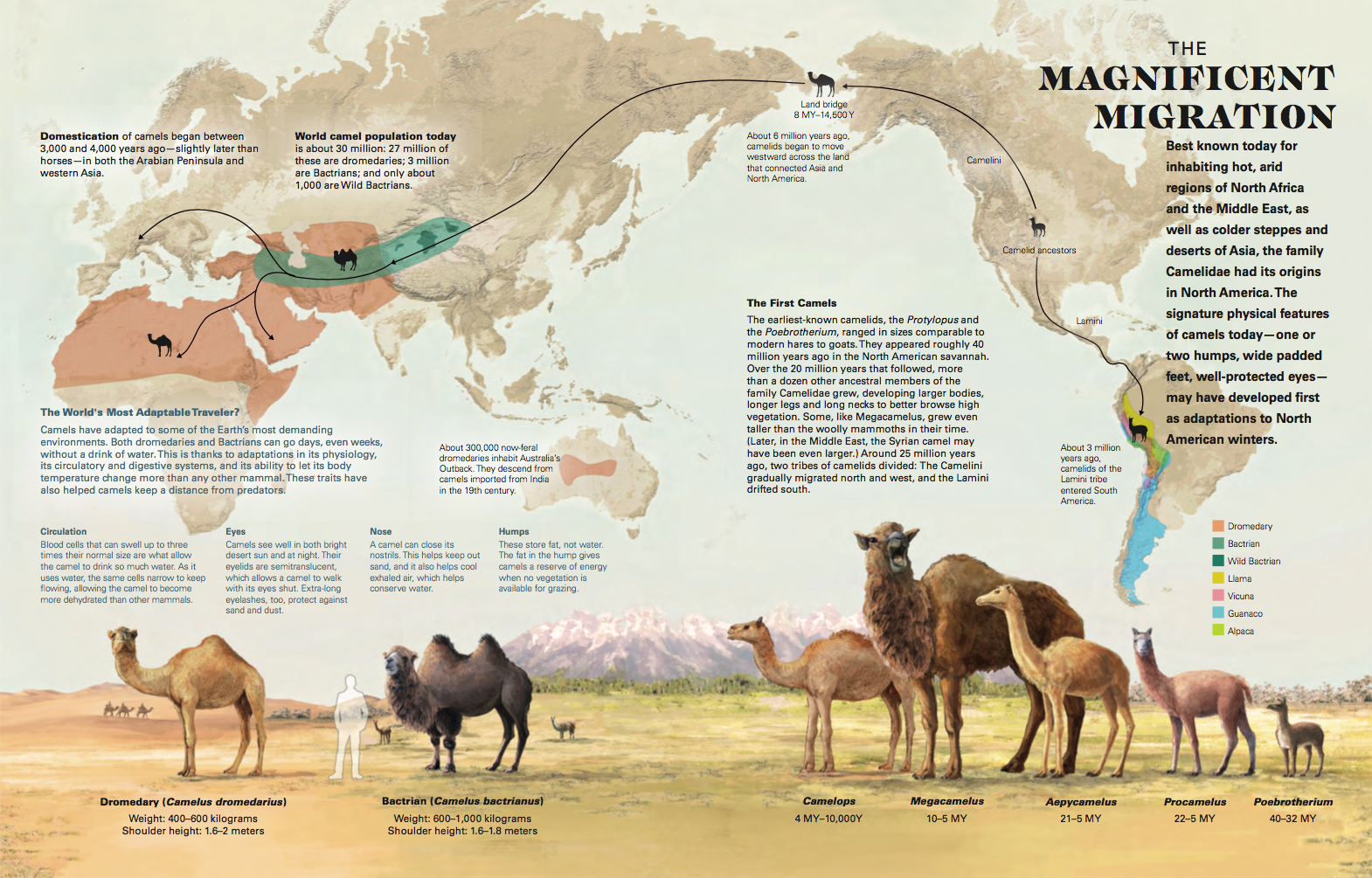 <a href=__/AramcoWorldSite/media/2018-AramcoWorld/2018_ND/migration/ND18-Camel-Migration-Map-web.7262.d target="_blank">Download Camel Migration Map PDF</a>