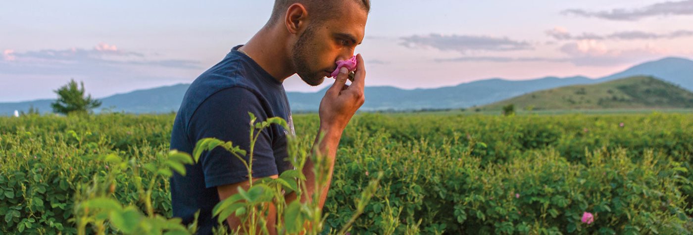 The Long Wandering of the Damascus Rose