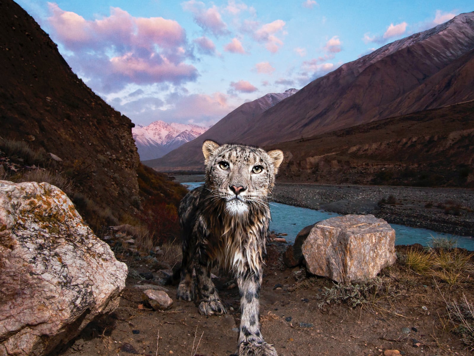 Snow Leopard (Panthera uncia) - Genetically related more to the tiger (Panthera tigris) than to the leopard (Panthera pardus), the snow leopard inhabits the highlands and mountains, usually from 3,000 to 4,500 meters in altitude, in 12 Central Asian nations. Everywhere it is also regarded as a symbol and talisman of history, heritage and identity. Extremely elusive to humans, this photo was made using a motion-triggered camera set along the Uchkol River in eastern Kyrgyzstan.