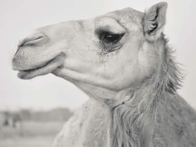 2019 Gregorian-Hijri Calendar – Camel