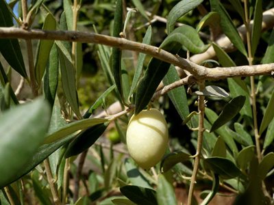 The White Olives of Malta