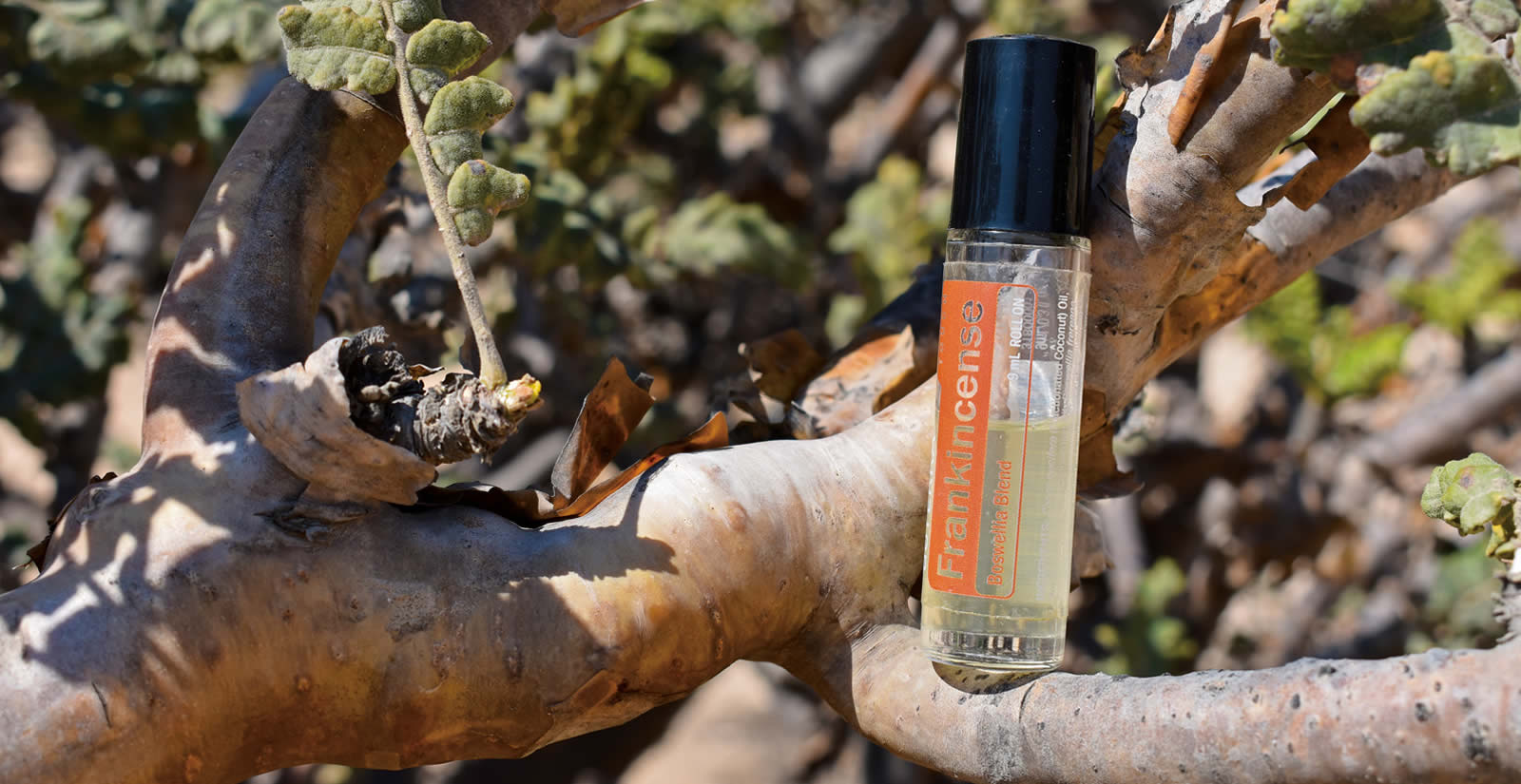 The World’s First Oils