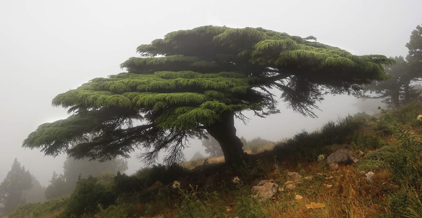 Problem Solving, Climate Change and Policy