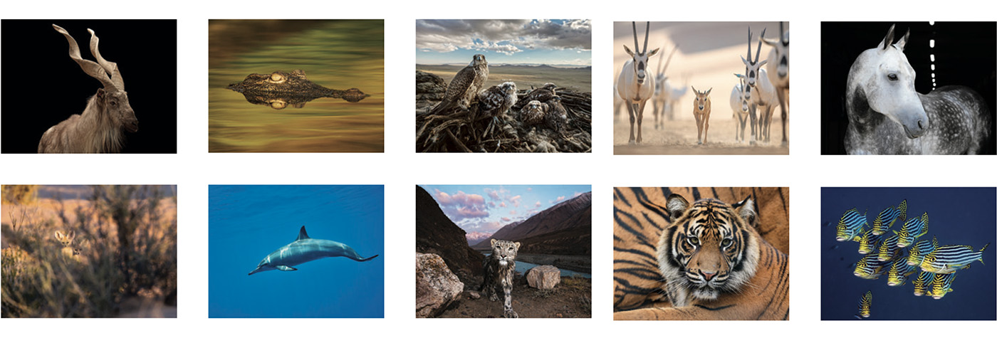 2023 Calendar: Fauna