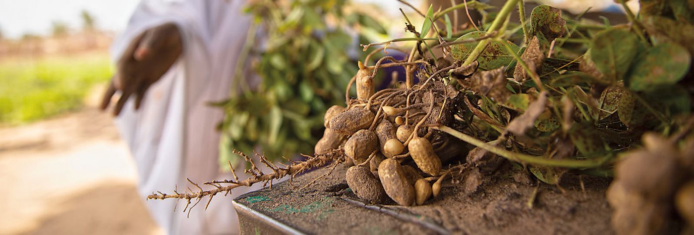 Is the Sky the Limit for The Gambia's Groundnuts?