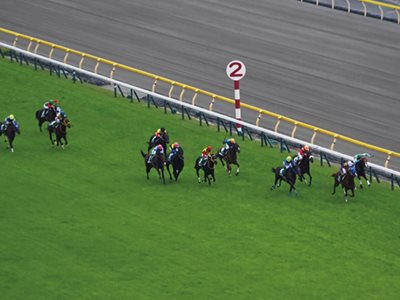 Running for the Royal Cup