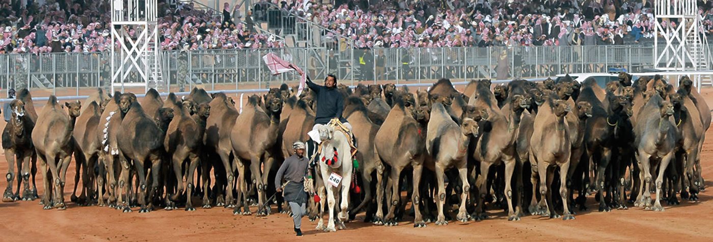 Camels and Culture—A Celebration