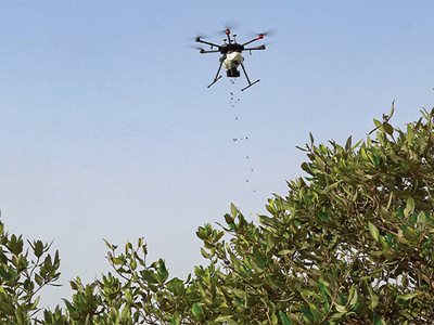 Drones, Mangroves and Carbon Superpowers
