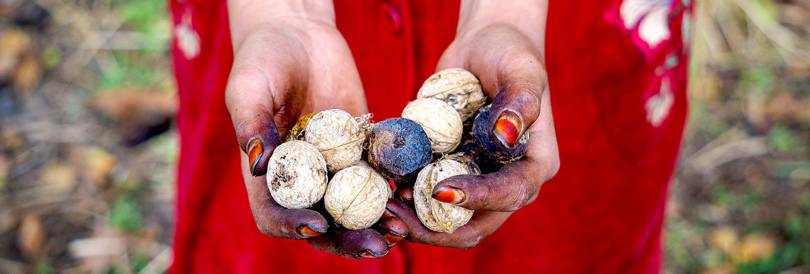 Walnuts and the First Forest Farms