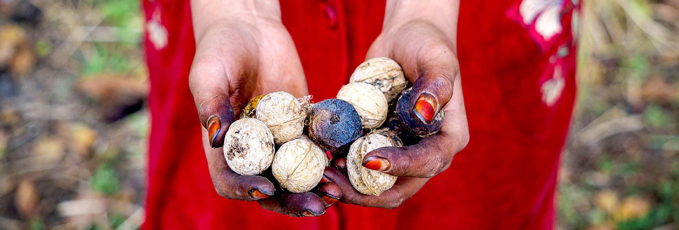 Walnuts and the First Forest Farms
