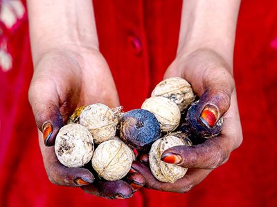 Walnuts and the First Forest Farms