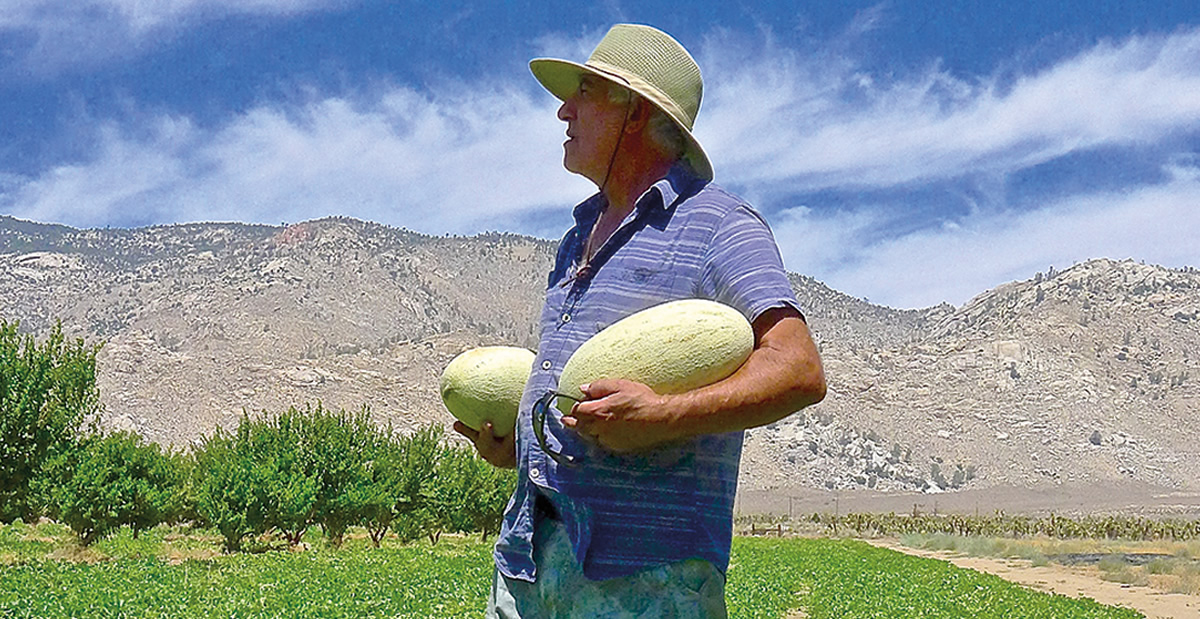 In Search of Ibn Battuta’s Melon