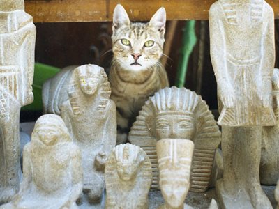 FirstLook: Cairo Cat