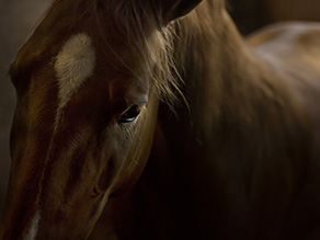 The Return of the Karabakh Horse