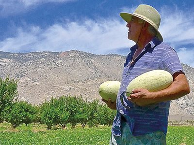 In Search of Ibn Battuta’s Melon