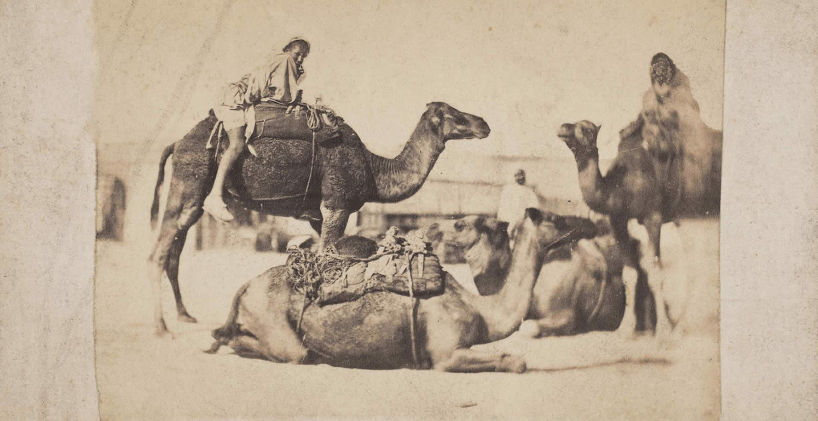 The Art of Saddling a Camel