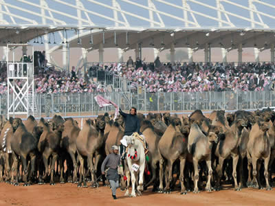 Camels and Culture—A Celebration