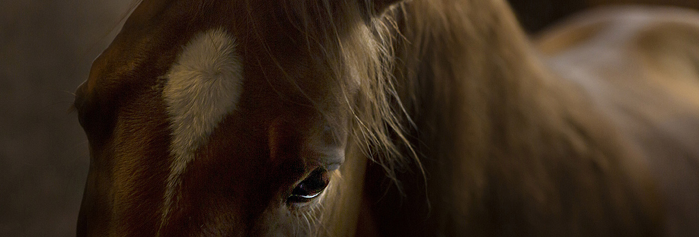 The Return of the Karabakh Horse