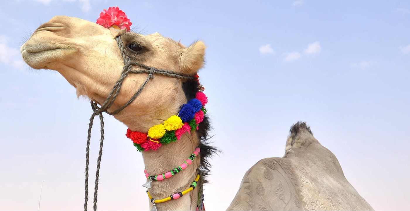 Bling Your Camel