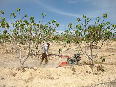 Can Fig Trees Help Us Adapt To A Changing Climate?