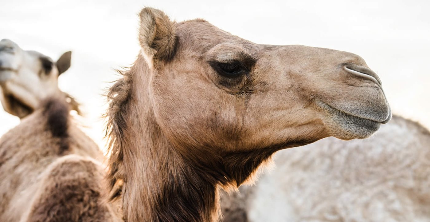 Camels: The Magnificent Migration