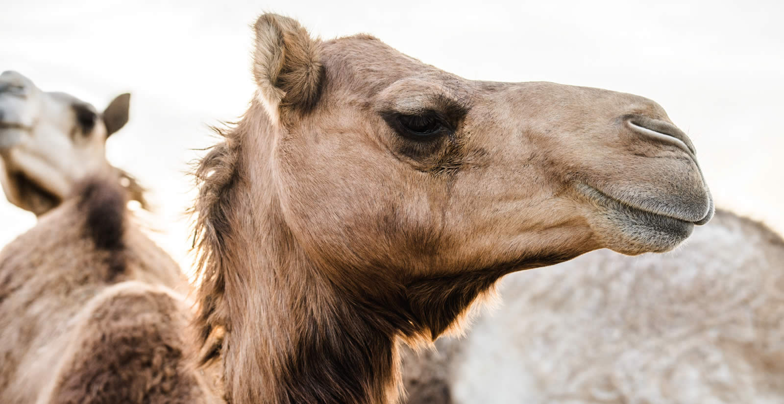 Camels: The Magnificent Migration