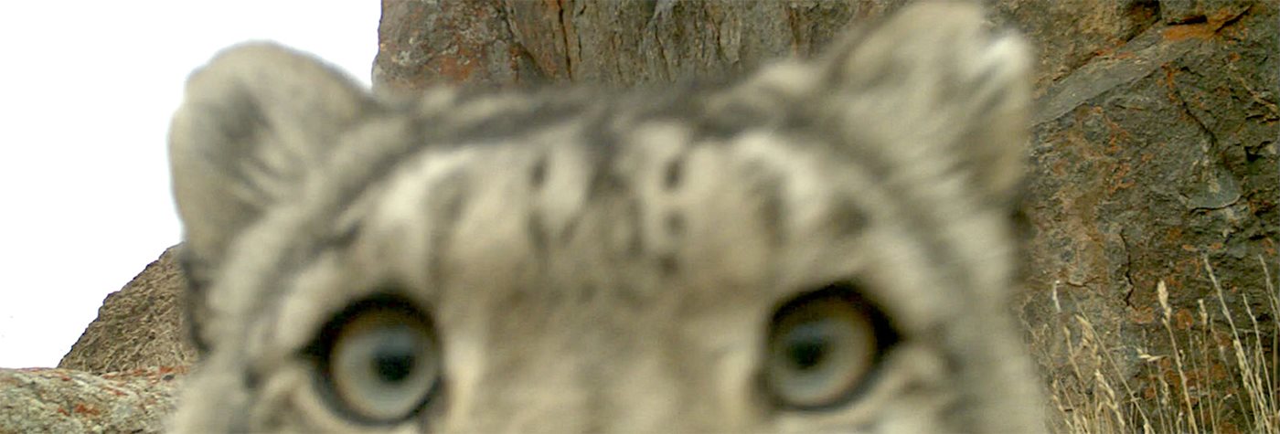 Asian Nations Unite to Protect Snow Leopards