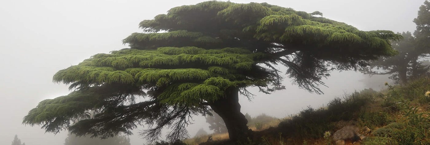 <em>Cedrus libani </em> Forever?