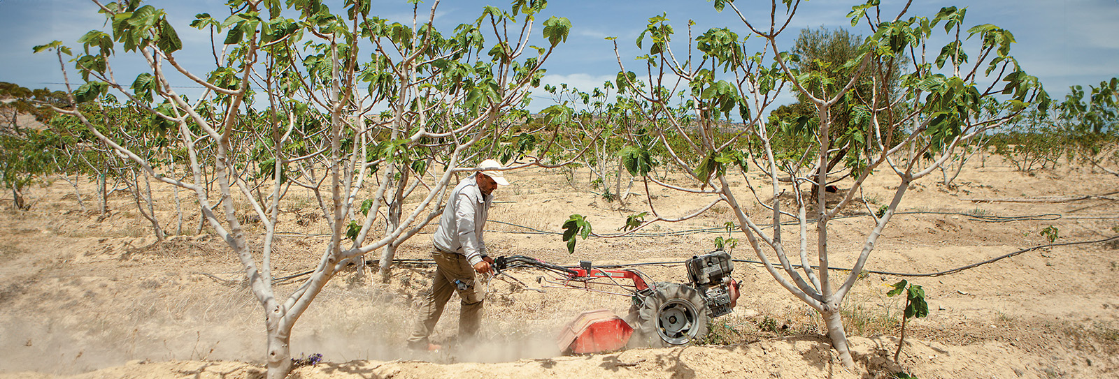 Can Fig Trees Help Us Adapt To A Changing Climate?