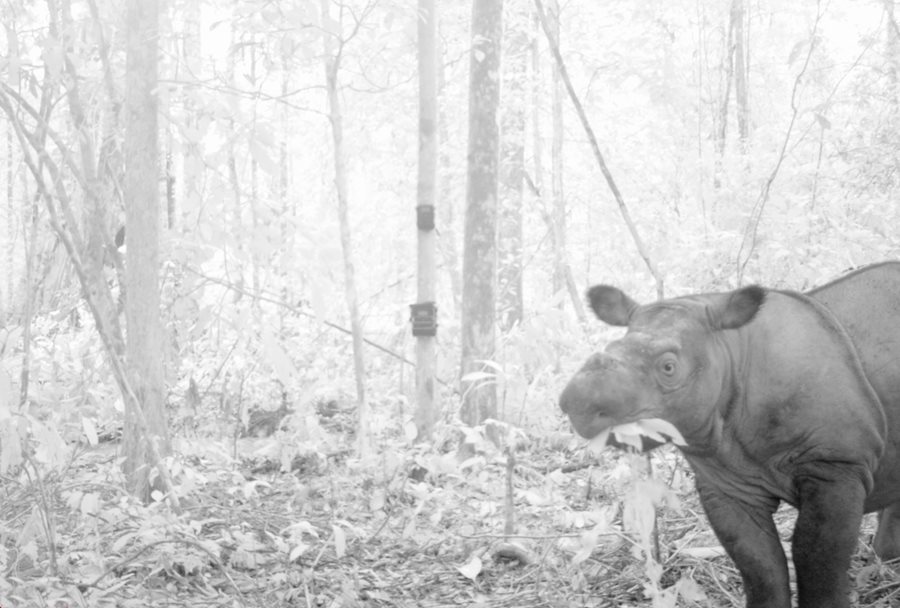 A camera trap set in 2013 in Way Kambas National Park in Sumatra caught this
rare image of a Sumatran rhino in the wild.