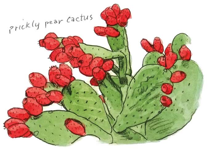 Prickly pear cactus