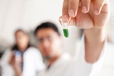 Scientists get DNA from the plants’ leaves ready to send to the University of Pisa in Italy, where genome sequences are identified.