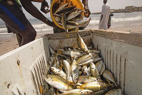 Offloaded from the pirogue, fish are moved to coolers and bins for transport or just carried on a tray to a market such as this one in Mbour, where fish are cleaned, sorted, sometimes cooked on grills and sold alongside a variety of other foods and wares.