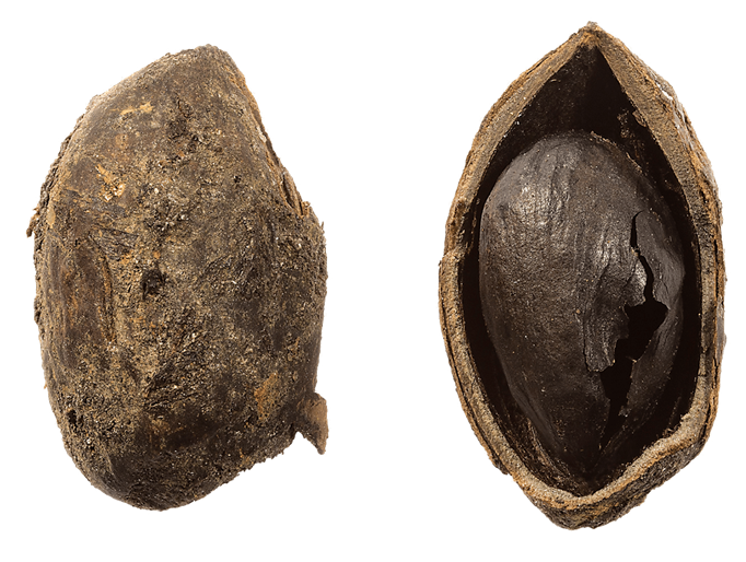This 2,000-year-old pistachio was found in the remains of a wicker basket at the bottom of a Roman-era well in North Yorkshire, England: It shows the vast distribution of the nut even long ago.