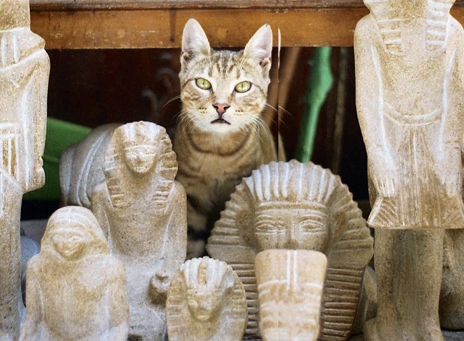 FULL-FirstLook-Cairo-Cat-July-2017.jpg?width=1600&height=1176&ext=.jpg