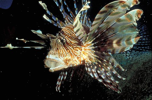 Lion fish