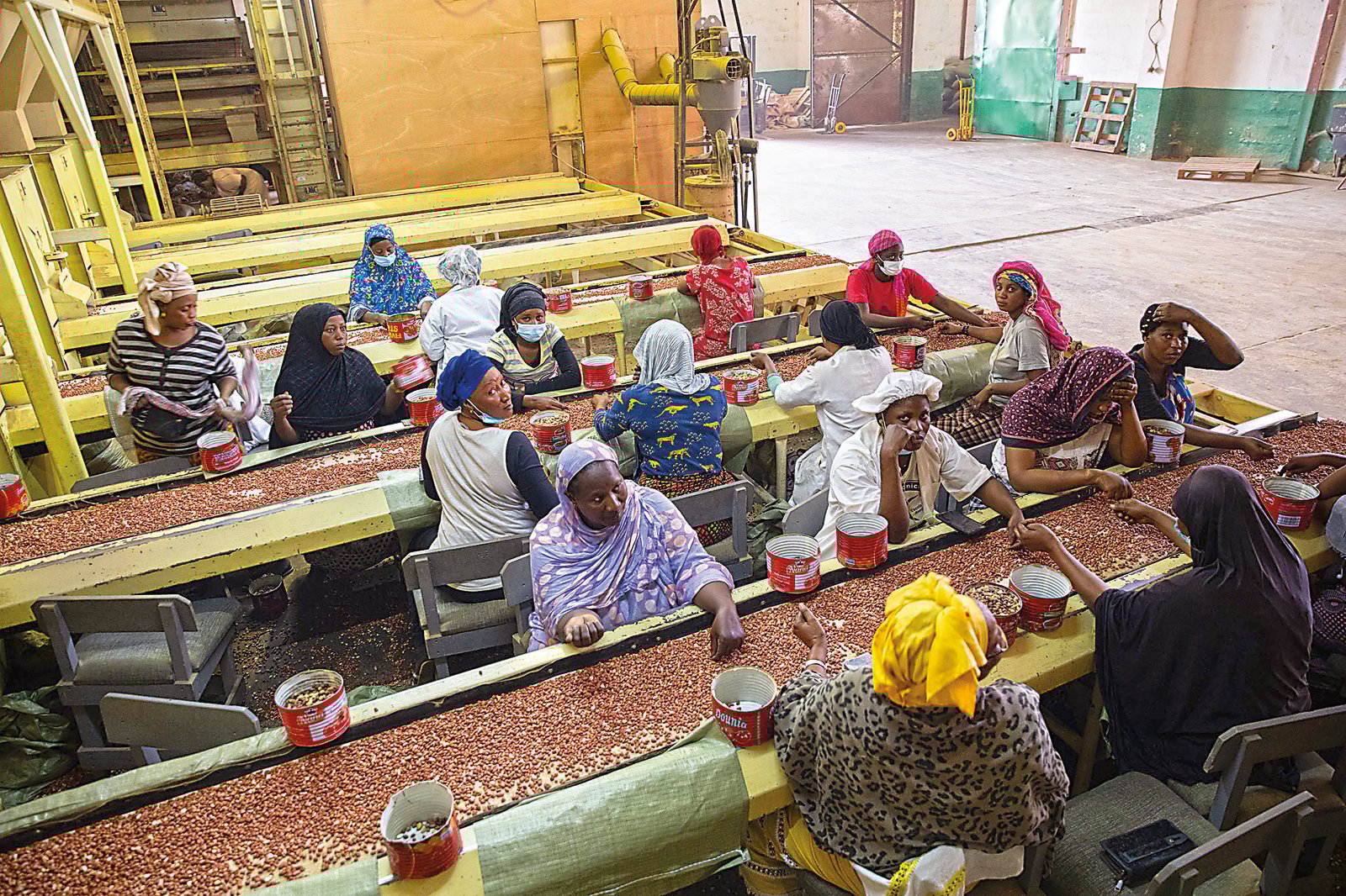 Inside the plant, after shelling machinery has shaken the husks from the nuts—which are, scientifically speaking, not nuts but legumes, or beans— employees sort and grade the nuts by hand and practiced eyes. 
