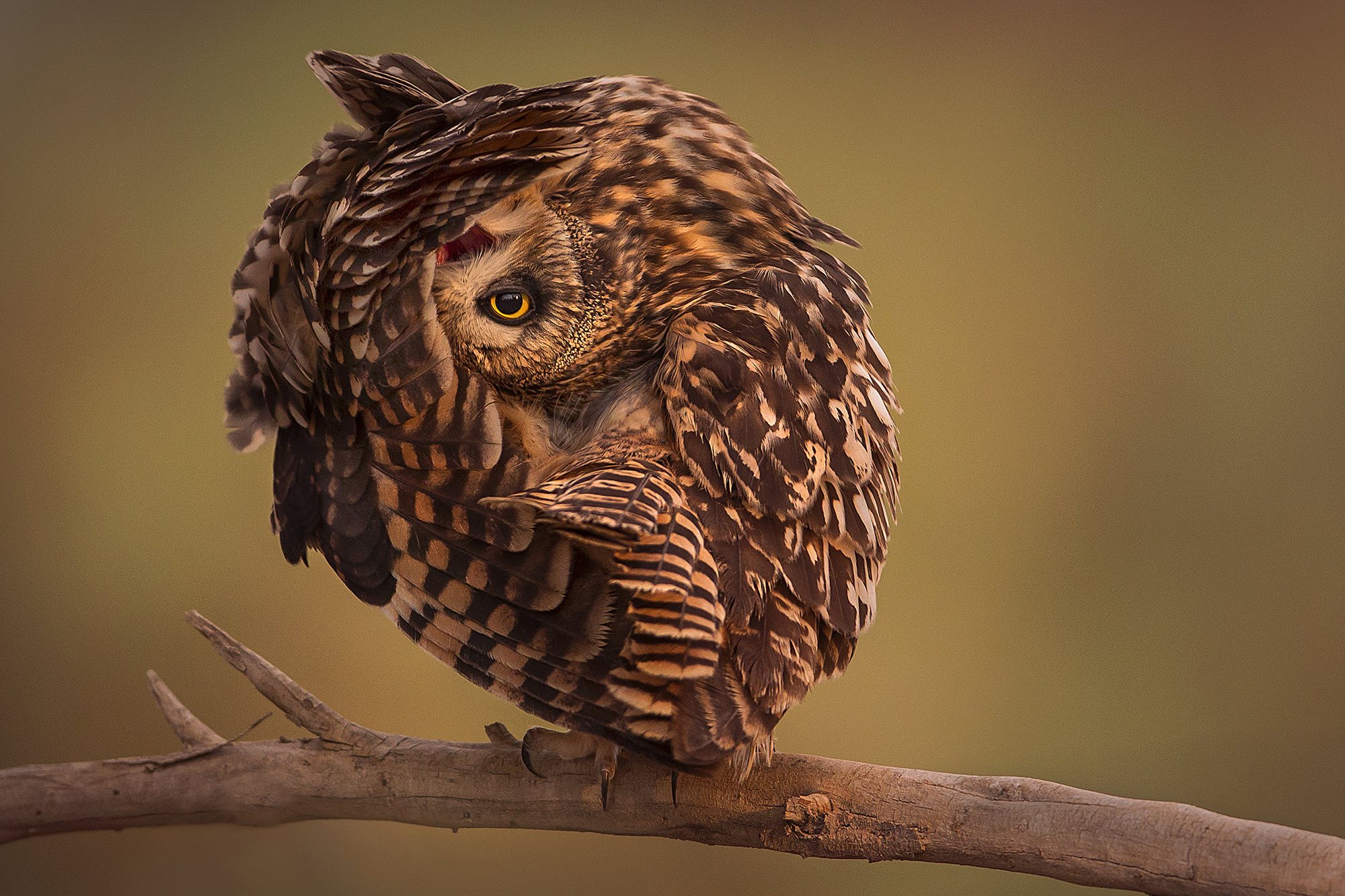 owl first look Mohammed Khorshed one eye on you