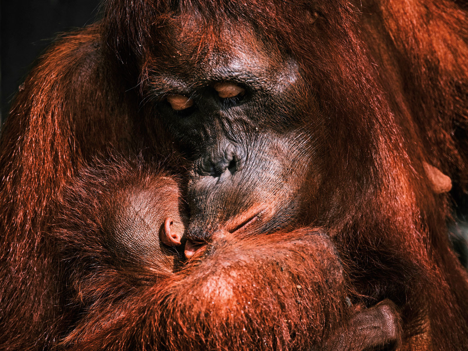 As I watched a nearby mother and infant embrace, I photographed this magnificent moment as the mother was tenderly kissing her child’s neck. 