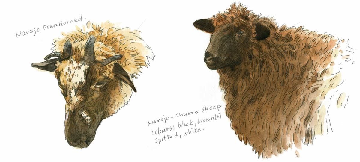 Canary Island Sheep