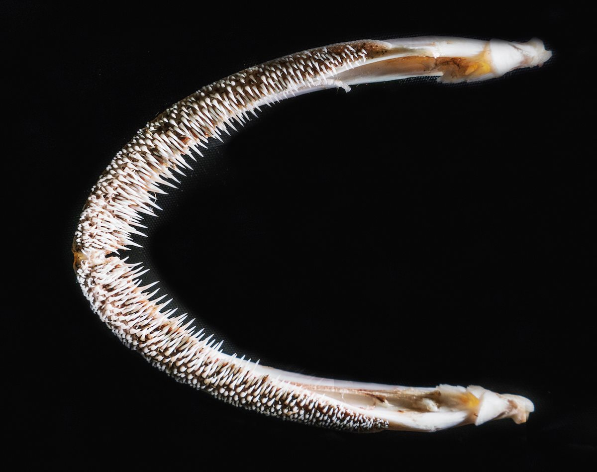 <p>Lined with countless fine, razor-sharp teeth, the upper jaw of a boalee (catfish) was used for combing karpas (raw cotton) to clean it before ginning and spinning.</p>
