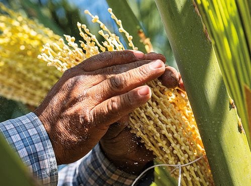 A palmero prepares young female date palm seeds for pollination at Aziz Farms in Thermal.
