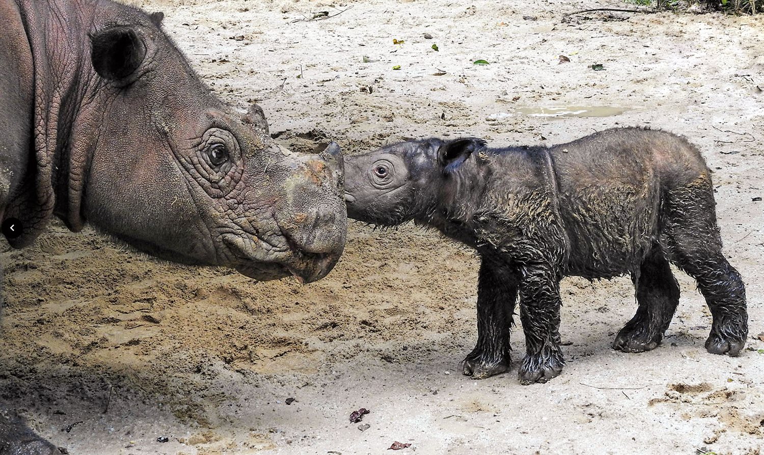 Newborn Delilah bonds with her mother, Ratu, at the SRS in May 2016.